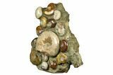 Tall, Composite Ammonite Fossil Display - Madagascar #175812-4